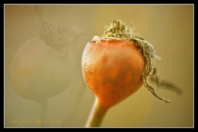 Dzika i&nbsp;ozdobna .