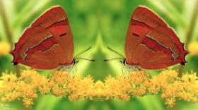 zdjcie miesica