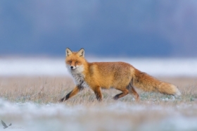 Lis, Fox (Vulpes vulpes) ...