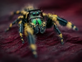 Phidippus Otiosus.