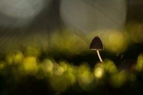 W mchu sobie siedzia�...