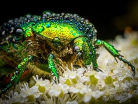 Kruszczyca zotawka / Rose chafer (Cetonia aurata)