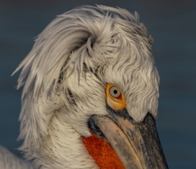 Spojrzenie pelikana.