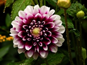 dalia dekoracyjna 