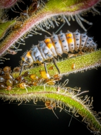 Larwa biedronki