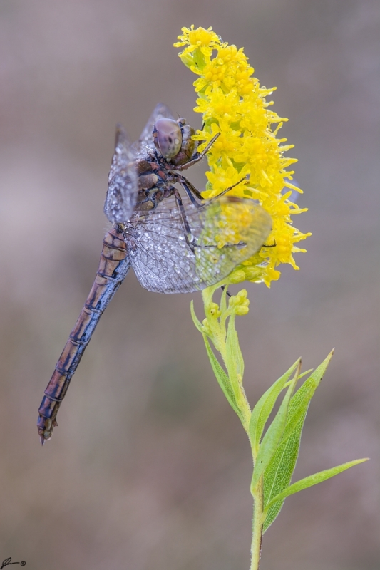 Szablak zwyczajny (Sympetrum vulgatum)