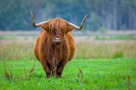 Szkocka rasa wyynna, znana jako Highland cattle