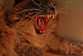 Milunia