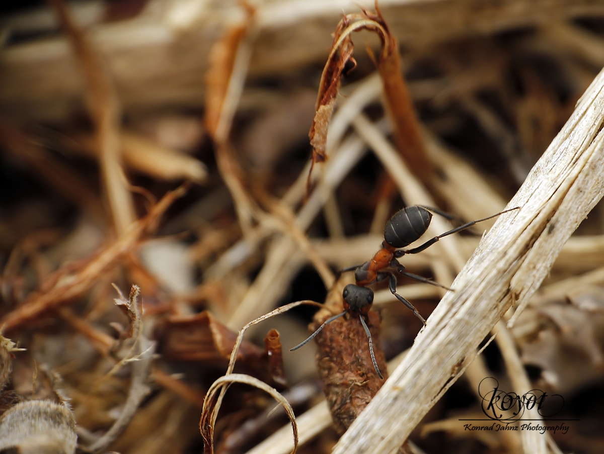 rudnica formica