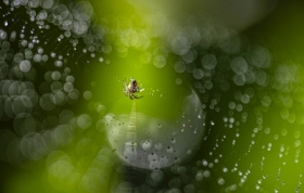 paj�cze �cie�ki i&nbsp;jego �wiat