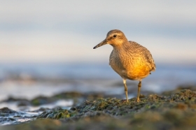 Biegus rdzawy (Calidris canutus)