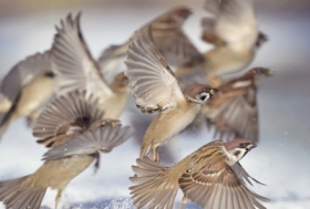 Podw�rkowa ferajna