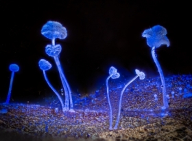 luzowce w ksiycowej powiacie