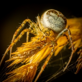 Czaik jesienny (Metellina segmentata)