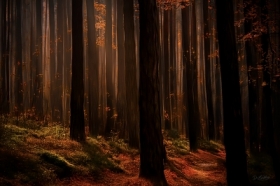 a forest story painted with light....