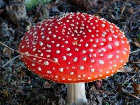 parasolka w groszki