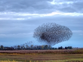 i wyroso drzewo dziki murmuracji szpakw