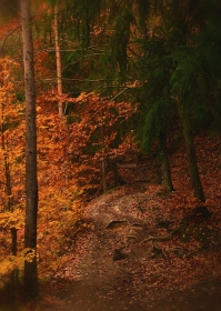 Listopadowym szlakiem