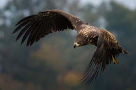 Na 11 listopada - Narodowe �wi�to Niepodleg�o�ci, God�o narodowe w&nbsp;locie - bielik