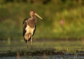 Bocian czarny ( m�ody )