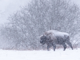 �ubr w&nbsp;zamieci