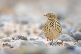 �wiergotek ��kowy (Anthus pratensis)