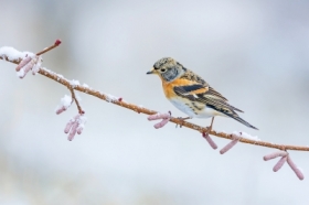 Jer (Fringilla montifringilla)