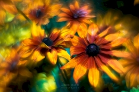 ogrodowe przestrzenie