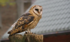 Sowa Pomykwka (Tyto alba)