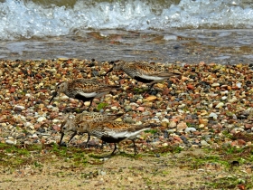 Biegus zmienny (Calidris alpina)