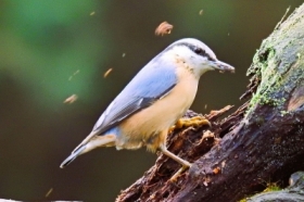 Gdzie drwa r�biA tam wi�y lec�