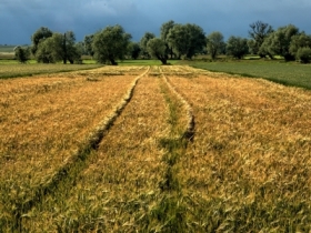 czerwcowe pola na&nbsp;Biskupi�nie
