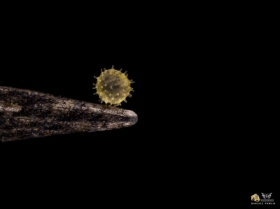 Py�ek na&nbsp;igle entomologicznej - kwiat Hibiskus