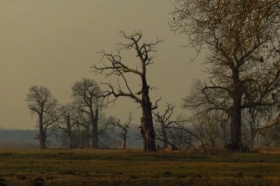 Rogali�skie d�by