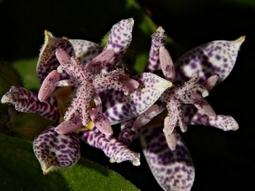 zdjcie miesica