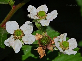 Jeyna, oyna, ostryna (Rubus)