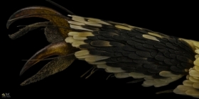 Aglais io  odne motyla