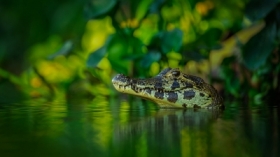 Dorastanie w&nbsp;cieniu