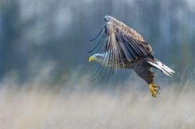 Bielik, White-tailed Eagle (Haliaeetus albicilla) ...