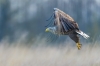 Bielik, White-tailed Eagle (Haliaeetus albicilla) ...