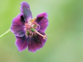 Geranium phaenum „Samobor”