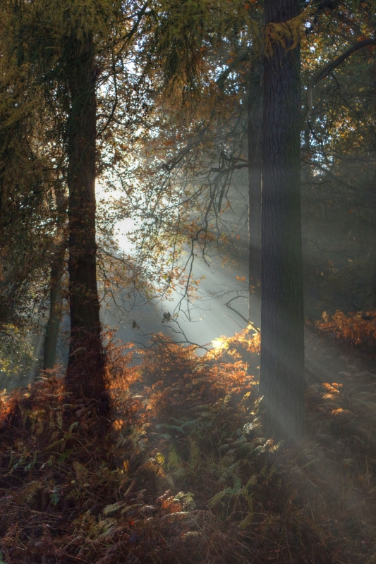 poranek w lesie