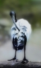 Czy�cioch