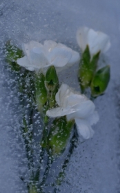 Pomys� na&nbsp;go�dziki