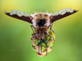 Bombylius major.