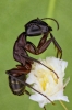 Gmach�wka drzewotoczna, (Camponotus herculeanus).