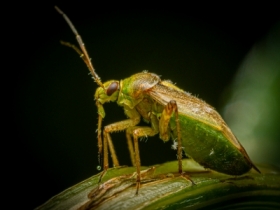 adzik norweski (Closterotomus norwegicus)