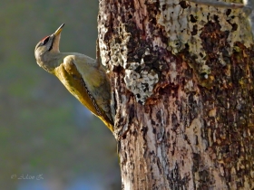 Dzi�cio� zielonosiwy