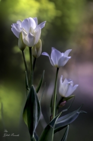 Biae tulipany