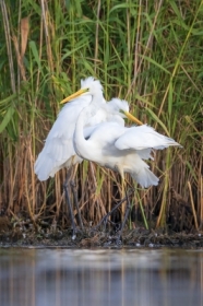 Czaple biae (Ardea alba)